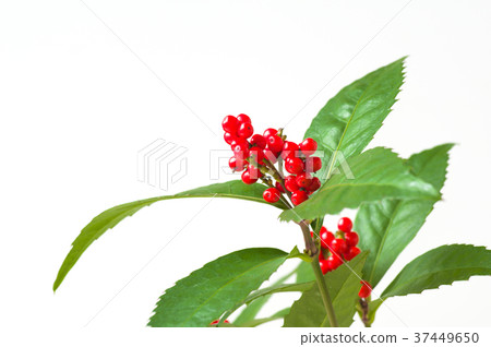 Sarcandra glabra 37449650