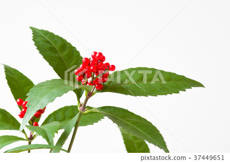 Sarcandra glabra 37449651