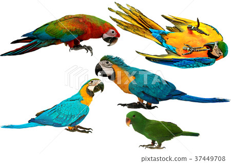 Colorful parrots isolated on white background. Colorful parrots isolated on white background. 37449708