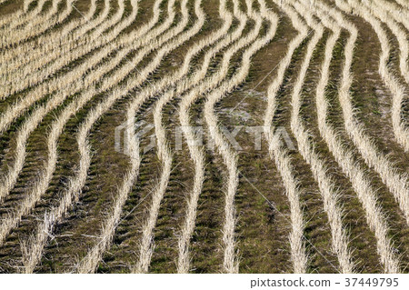 Pattern of rice field 37449795
