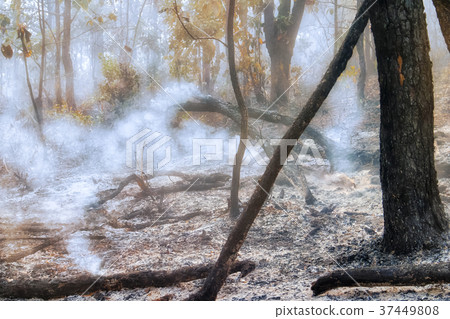 Destroyed by burning tropical forest 37449808