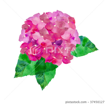 繡球花/紅色 37450127