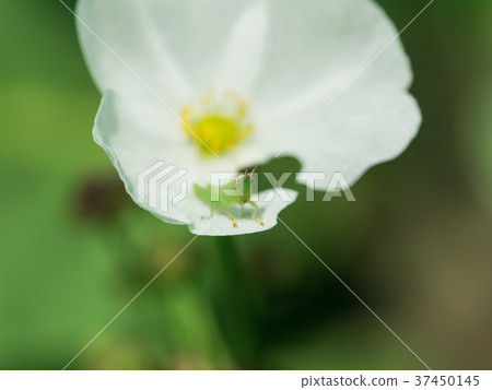 Grasshopper Sitting Comfortably on  White Flower 37450145