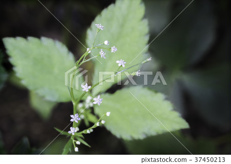 三都花 三都花 37450213