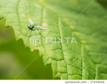 The Green Fly Standing The Green Fly Standing 37450608