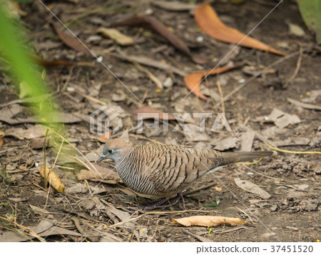 Dove Walking on The Ground Dove Walking on The Ground 37451520