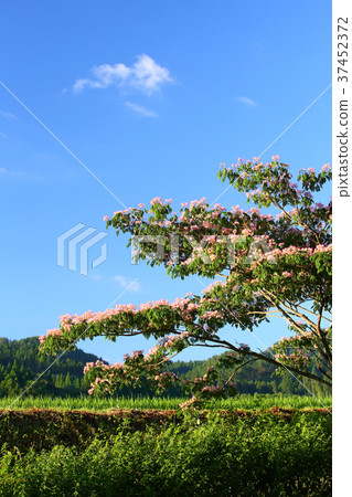 Samurai Nemunoki Samurai Nemunoki 37452372