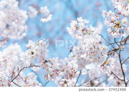 Sakura Sakura Sakura Ayai Yoshino Simei Yoshino Crying Snowy Copy Space Character Space 37452499