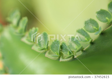 落地生根 落地生根 37452615