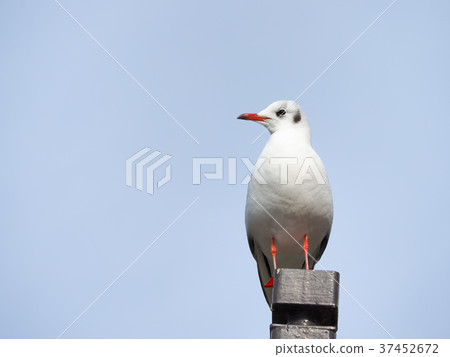 新橋 新橋 37452672