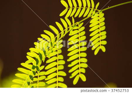 Green leaf of  Leucaena leucocephala tree 37452753