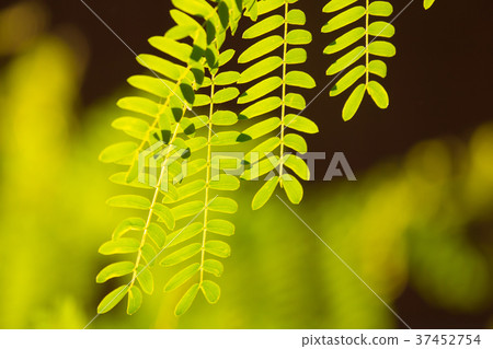 Green leaf of  Leucaena leucocephala tree 37452754
