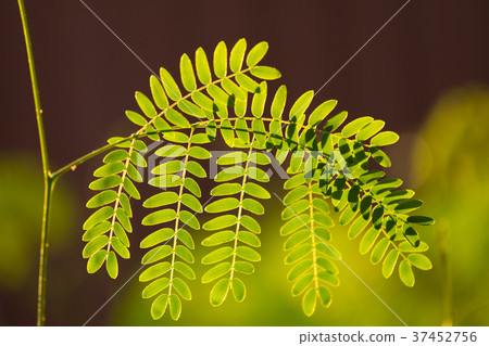 Green leaf of  Leucaena leucocephala tree 37452756