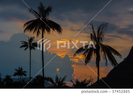 Valley Cocora Salento El Bosque de Las Palmas 37452885