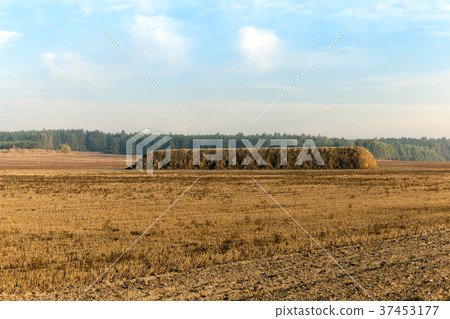 Straw stack 37453177