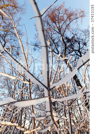 trees in winter trees in winter 37453195