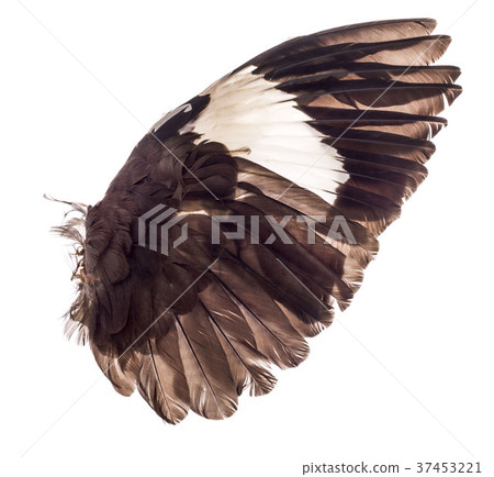 wings of birds on white background 37453221