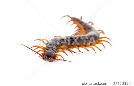 centipede on white background centipede on white background 37453334