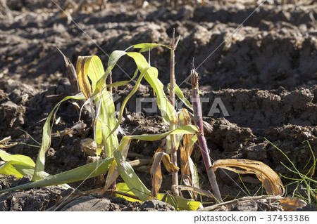 last corn cob last corn cob 37453386