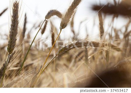 dark rye field dark rye field 37453417