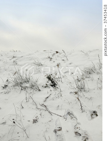 Snow drifts in field Snow drifts in field 37453418