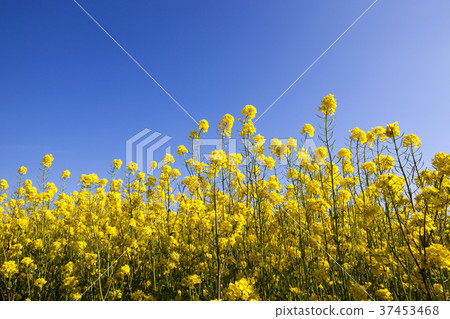 Blossoming agricultural field Blossoming agricultural field 37453468