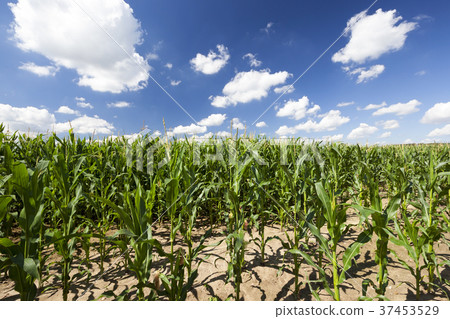 corn green field 37453529