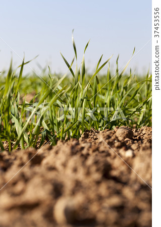 green wheat , closeup 37453556