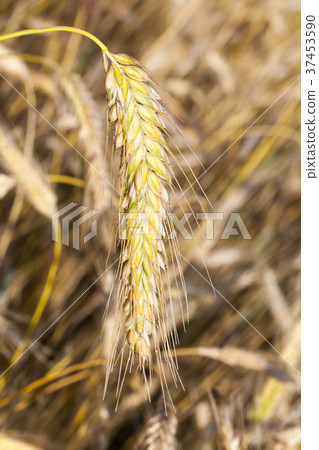 yellowed wheat, close-up yellowed wheat, close-up 37453590