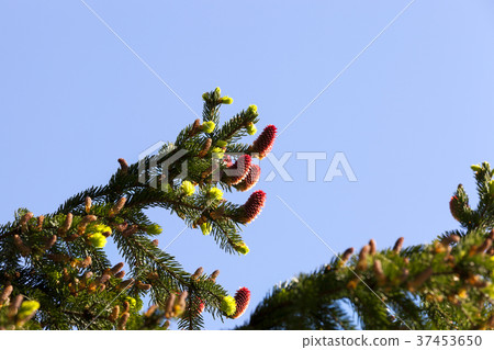 red cones spruce red cones spruce 37453650