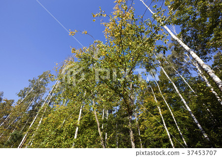 birch, autumn park birch, autumn park 37453707