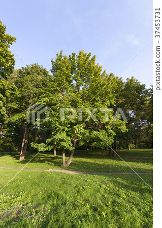 green maple 37453731