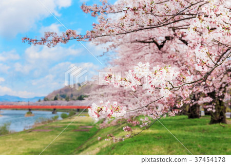 Cherry blossoms in Kakunodate Cherry blossoms in Kakunodate 37454178