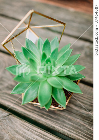 Succulent in glassed box on wooden background Succulent in glassed box on wooden background 37454687