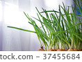 Onion on the bed. 37455684