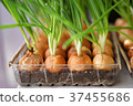 Onion on the bed-2. 37455686