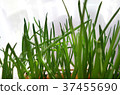 Onion on the bed. Leaves close-up. 37455690