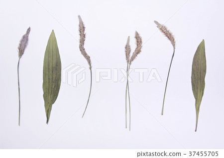 Group of dried herbs 37455705