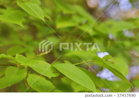 Zuina flower bud 37457690