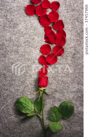 Red rose and a flower petals wave Red rose and a flower petals wave 37457966