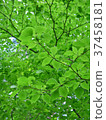 Fresh green hardwoods 37458181