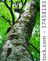 Beech big tree 37458183