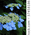 Hydrangea of fresh green season 37458186