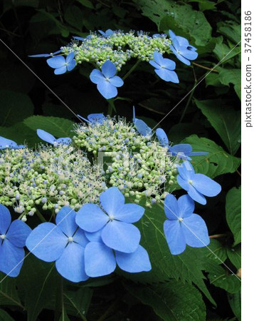 Hydrangea of fresh green season Hydrangea of fresh green season 37458186