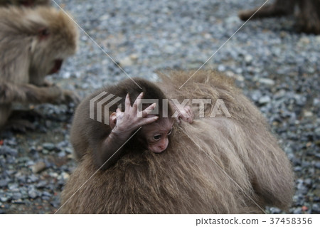 日本獼猴 37458356