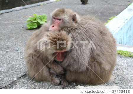 Japanese macaques 37458418