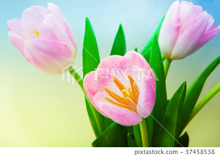 Tulip flower studio quality Tulip flower studio quality 37458538