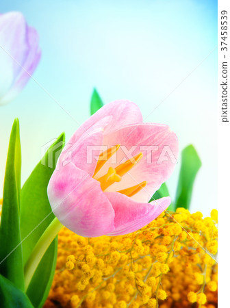 Tulip flower studio quality 37458539