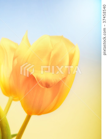Tulip flower studio quality Tulip flower studio quality 37458540