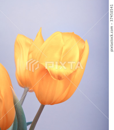 Tulip flower studio quality Tulip flower studio quality 37458541